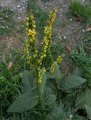 Verbascum nigrum