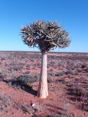 Aloidendron dichotomum