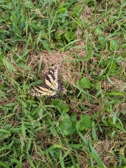 Papilio glaucus