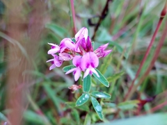 Lespedeza virginica
