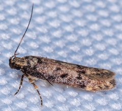 Chionodes mediofuscella