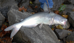Ictalurus furcatus