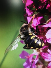 Anthidium septemspinosum