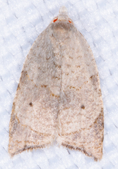 Coelostathma discopunctana