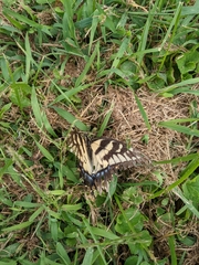 Papilio glaucus