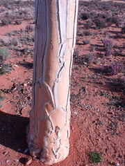 Aloidendron dichotomum