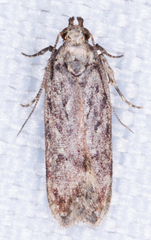 Chionodes mediofuscella