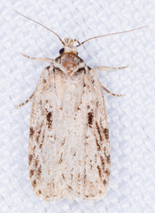 Agonopterix pulvipennella