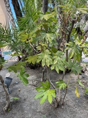 Fatsia