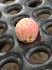 Amphibolips quercusjuglans
