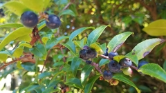 Vaccinium ovatum