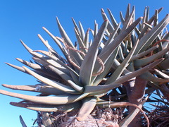 Aloidendron dichotomum