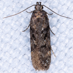 Chionodes mediofuscella