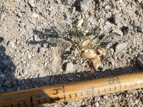 Lemhi Milkvetch (Astragalus aquilonius)