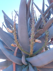 Aloidendron dichotomum