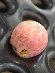 Amphibolips quercusjuglans