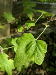 Ribes americanum