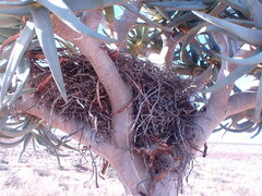 Aloidendron dichotomum