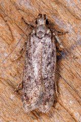 Chionodes mediofuscella