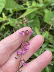 Desmodium incanum