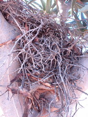 Aloidendron dichotomum