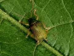 Colaspis