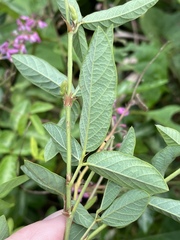 Desmodium incanum