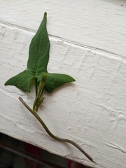 Ipomoea lacunosa