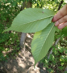 Ulmus rubra