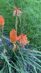 Kniphofia uvaria