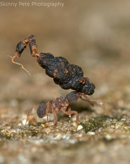 Cyphomyrmex minutus