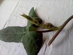 Ipomoea lacunosa