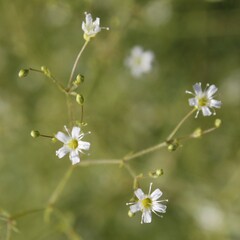 Gypsophila arrostii