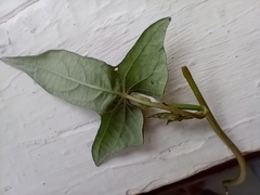Ipomoea lacunosa