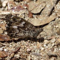 Hipparchia neomiris