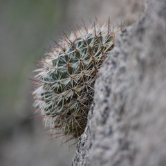 Mammillaria grusonii
