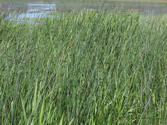 Schoenoplectus tabernaemontani