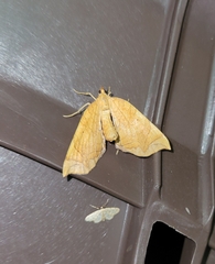 Eulithis diversilineata