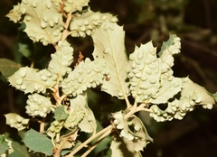 Dryomyia lichtensteinii