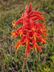 Dichromanthus cinnabarinus