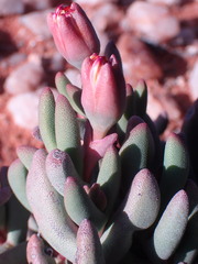 Hereroa hesperantha