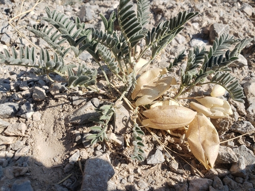 Image of Astragalus aquilonius by (c) Mitch Van Dyke, some rights reserved (CC BY)