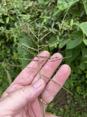 Paspalum paniculatum