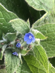 Pentaglottis sempervirens