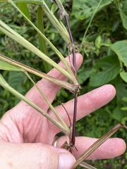 Paspalum paniculatum
