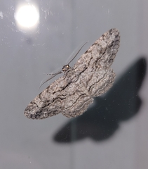 Anavitrinella pampinaria