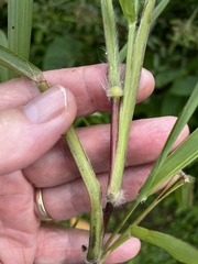Paspalum paniculatum