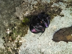 Trypocopris pyrenaeus splendens