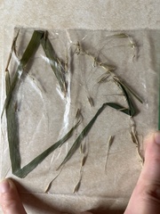 Elymus villosus