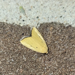 Marimatha nigrofimbria